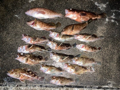 今日も気ままにライトワインド