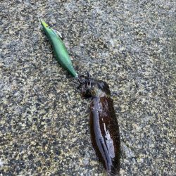 良型目指すのみ！！