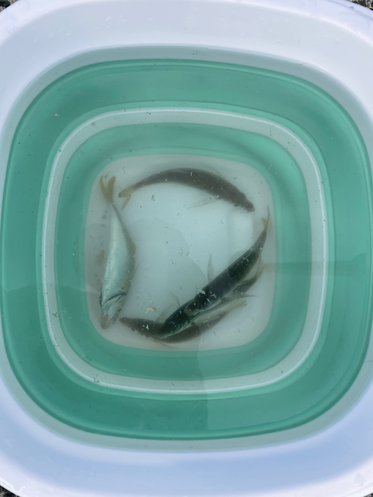 ぼちぼちサイズUP