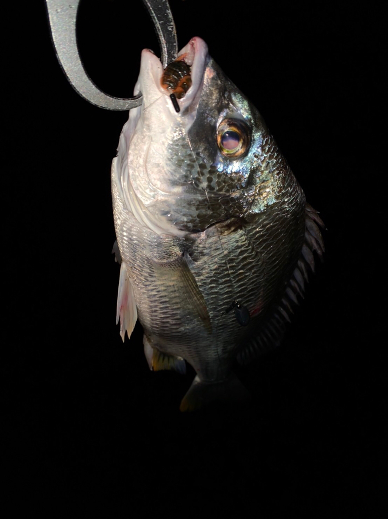 チヌハンターパート33