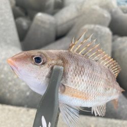 カスタムロッドとの相性