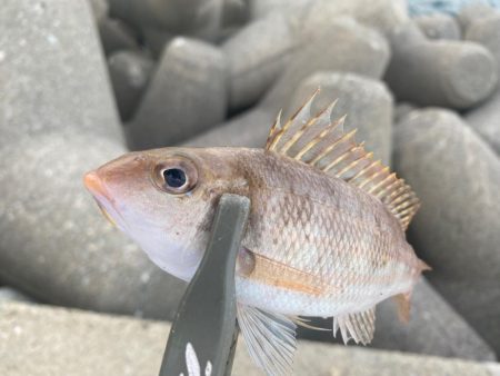 カスタムロッドとの相性