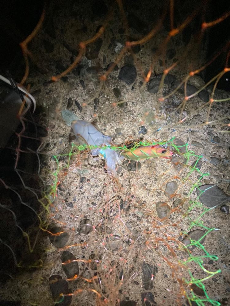 久しぶりのエギング