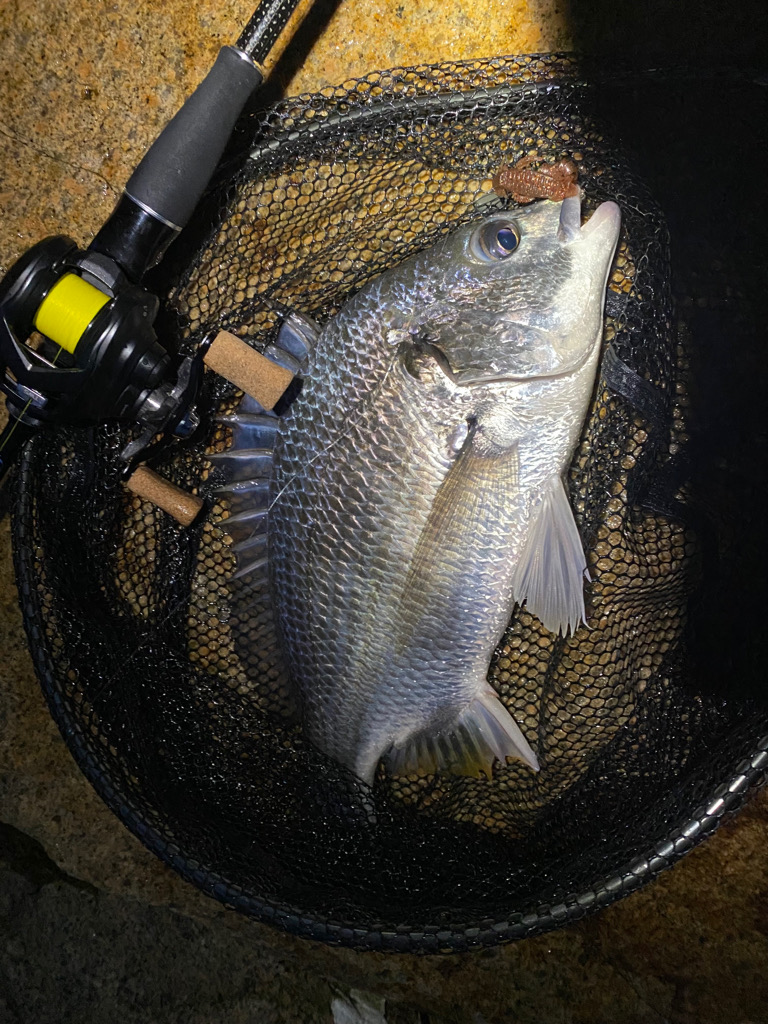 チニング  雨最強