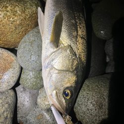 シーバス釣れました
