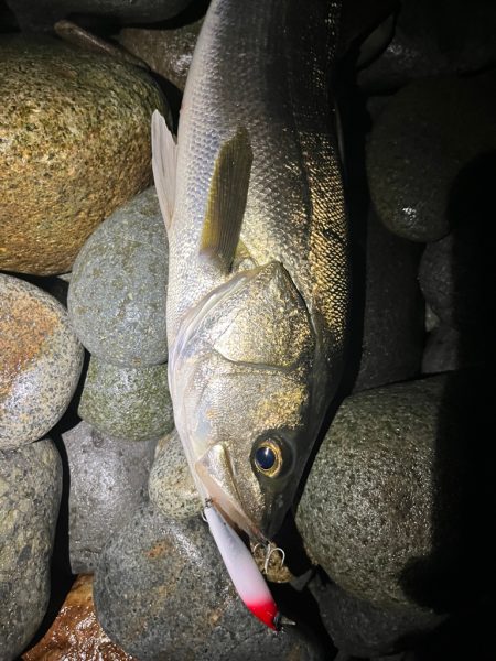 シーバス釣れました