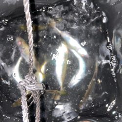 ようやくシーズン到来