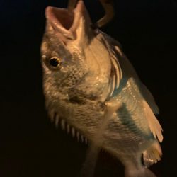 チヌハンターパート41