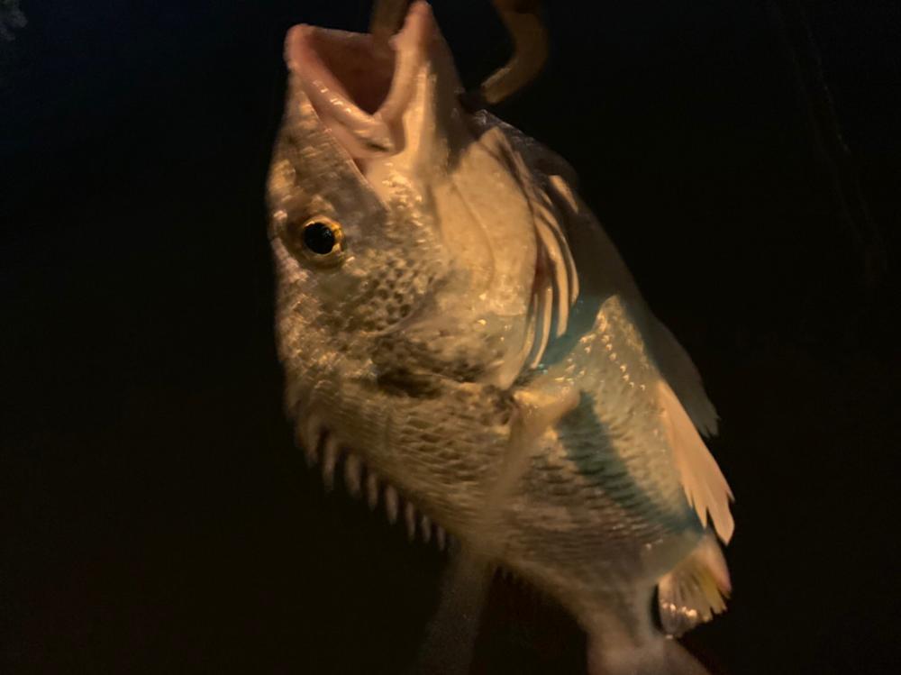 チヌハンターパート41