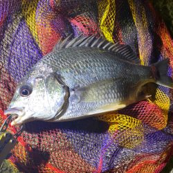 ヘチってきました