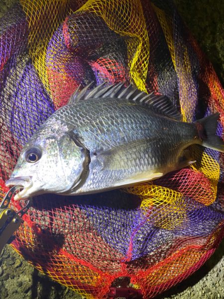 ヘチってきました