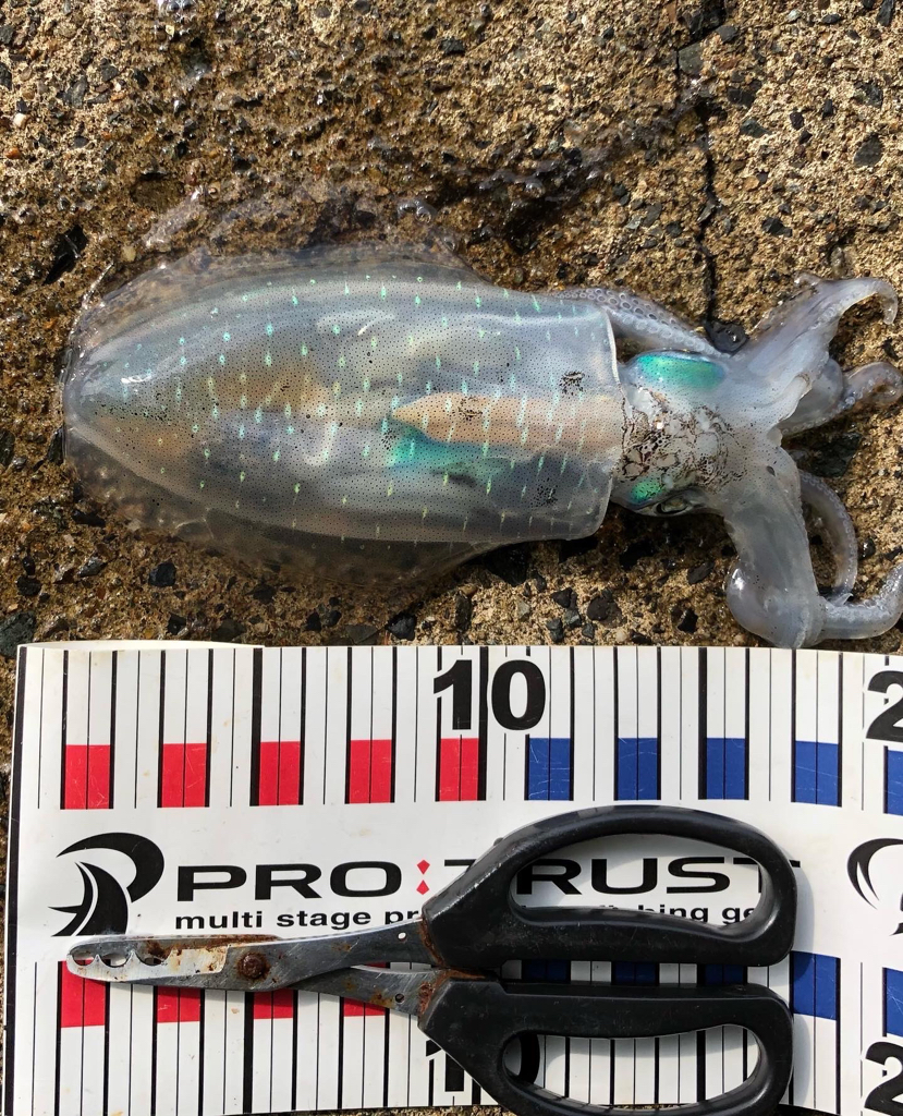 コロッケあがりました