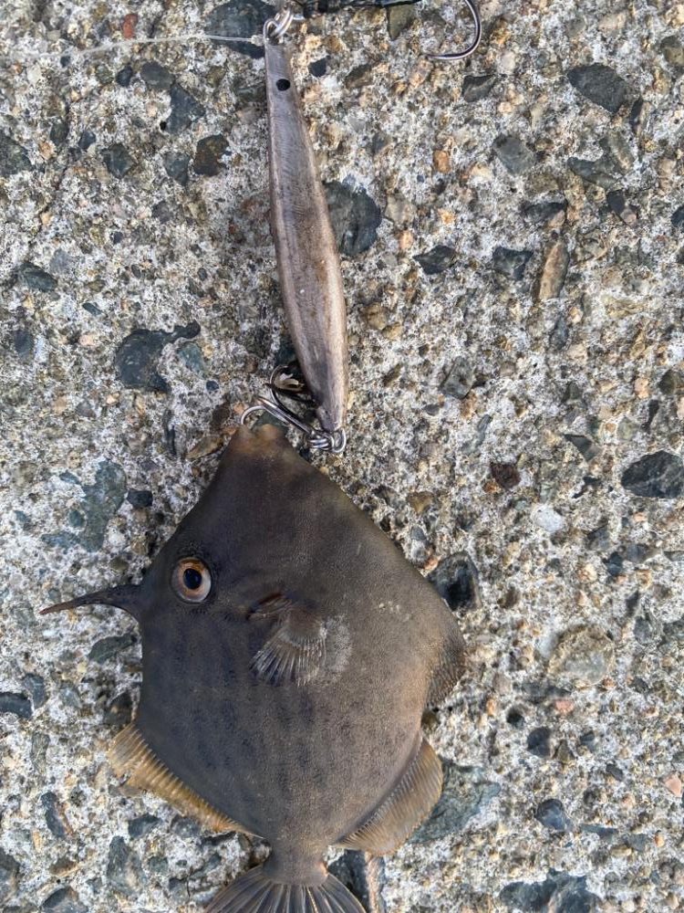 まさかのカワハギ②