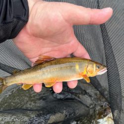 鮎釣り