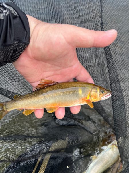 鮎釣り