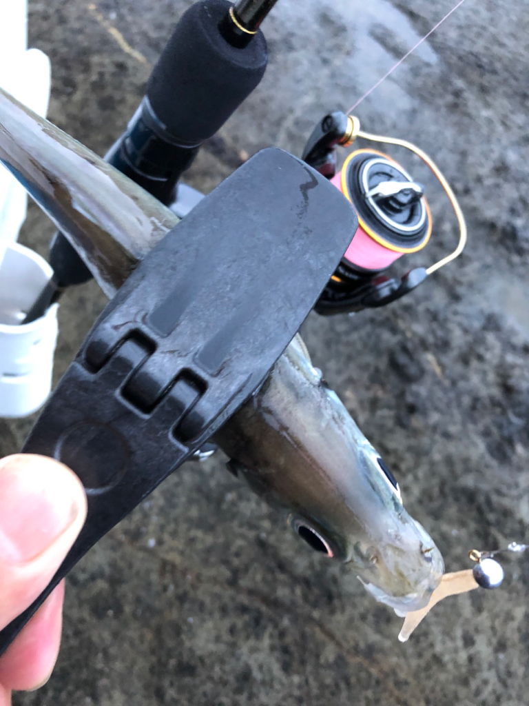 2022 佐渡ヶ島ライトゲーム