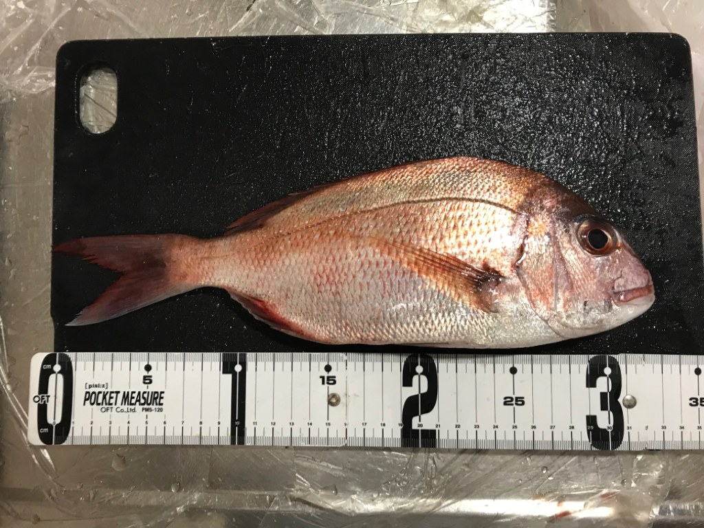 海は玉手箱❗️