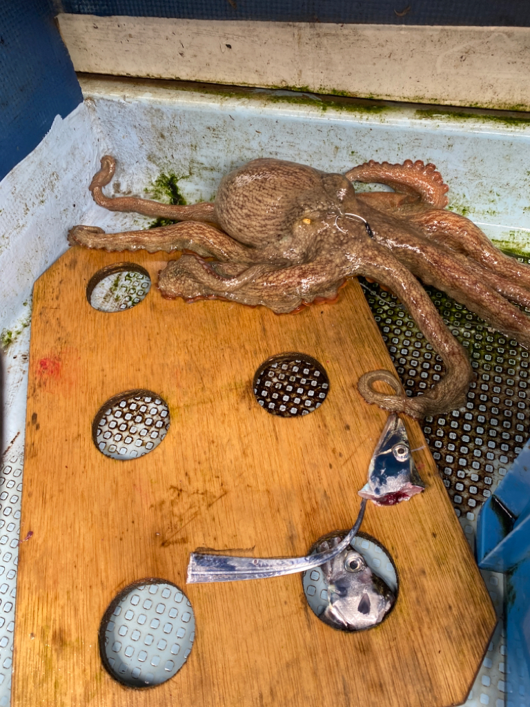 今シーズン初の船太刀魚 純栄丸