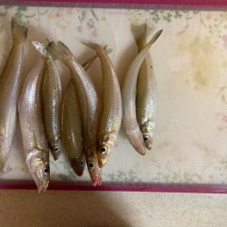 宮津へのキス釣