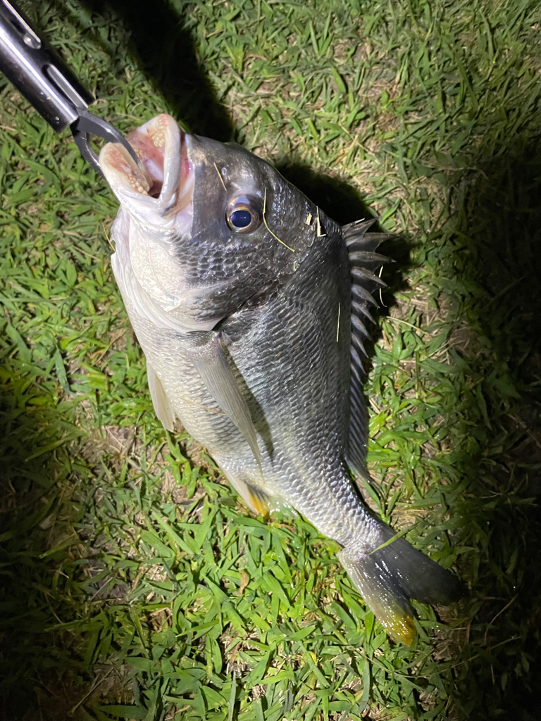 キビレさーーーん