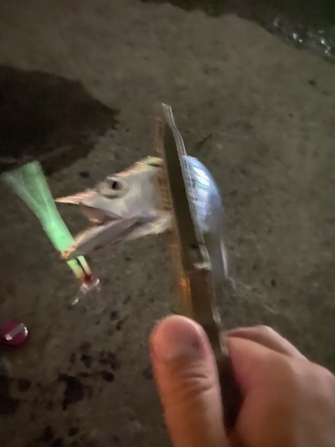 太刀魚シーズン開幕