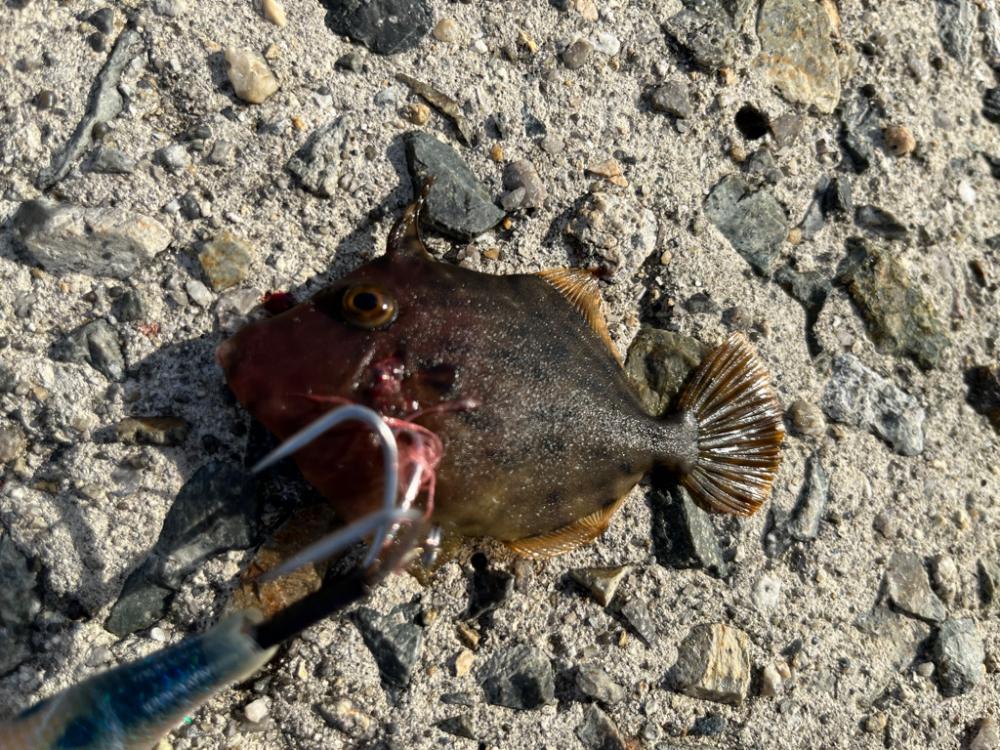 ショアジギング