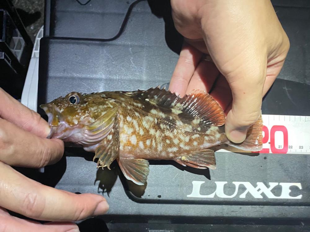 はじめての イカ