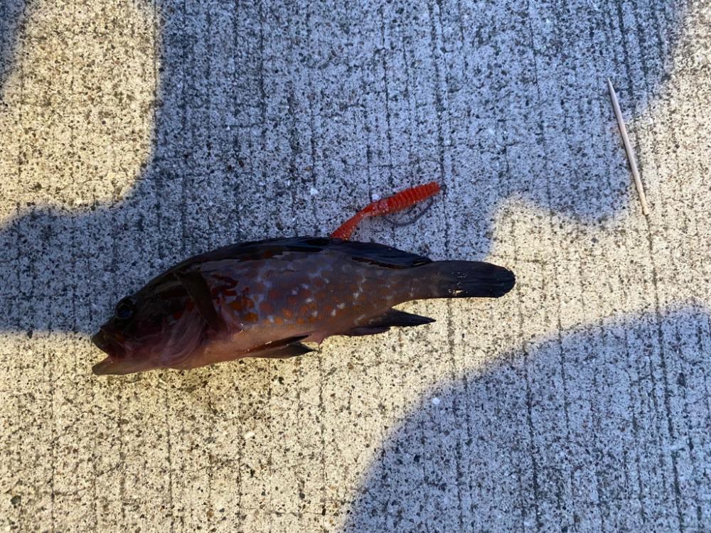 アジング、根魚釣り