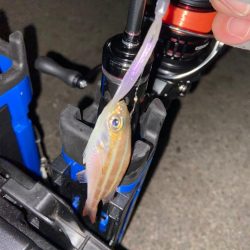 追い風アジング