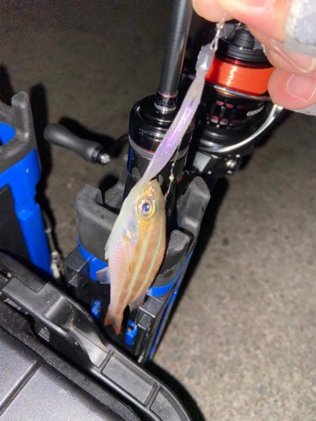 追い風アジング