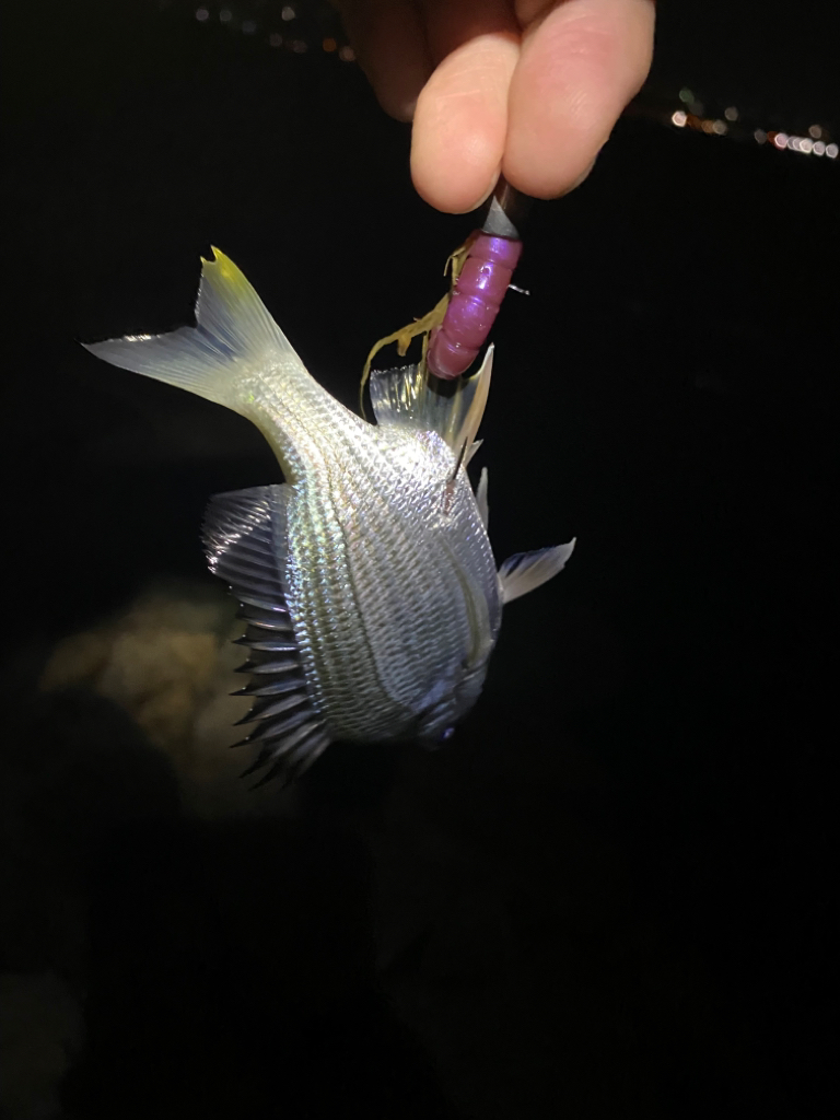 淀川ブリームゲーム