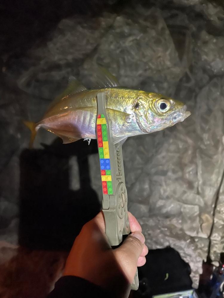 癒しのアジング