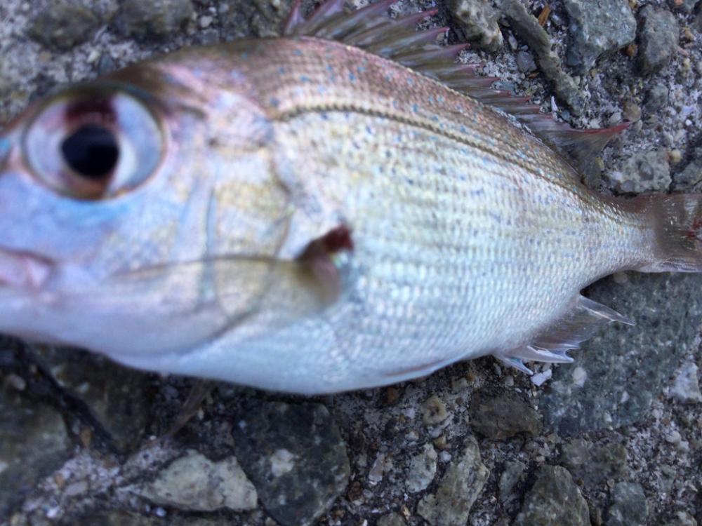 カサゴがたくさん
