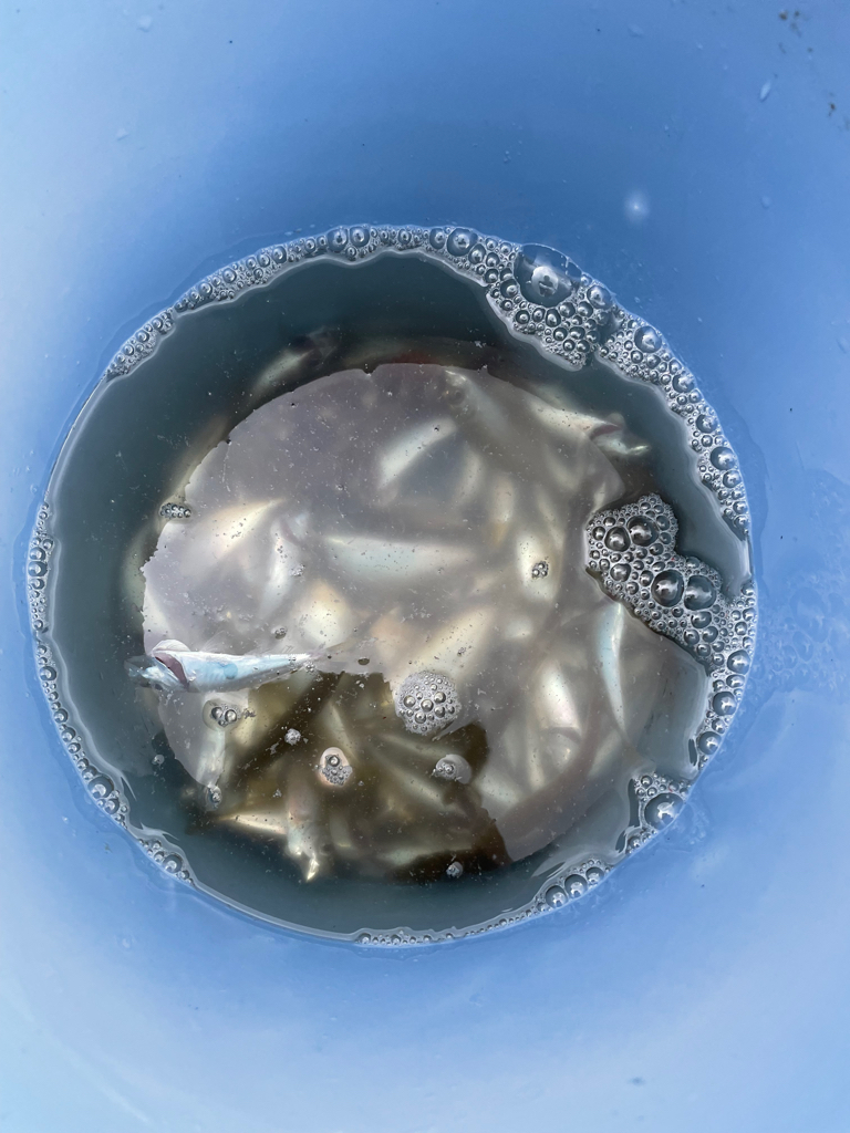 豆アジはたくさん釣れるけど、、、