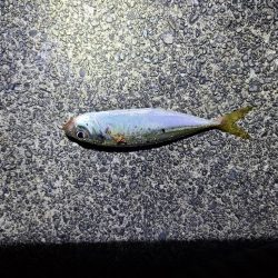 遠征(三重県前半)