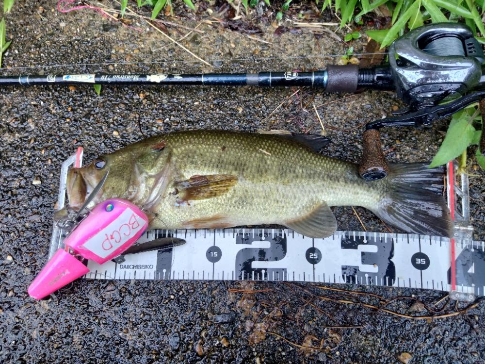 ちょうど良い雨