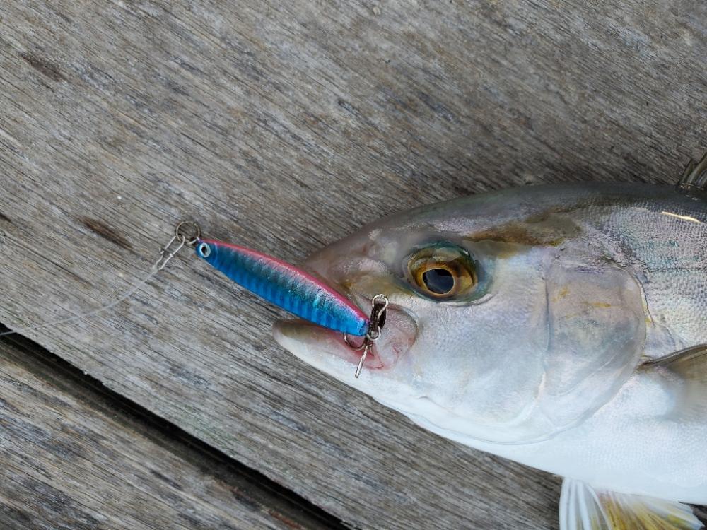 ダイソーショアジギング