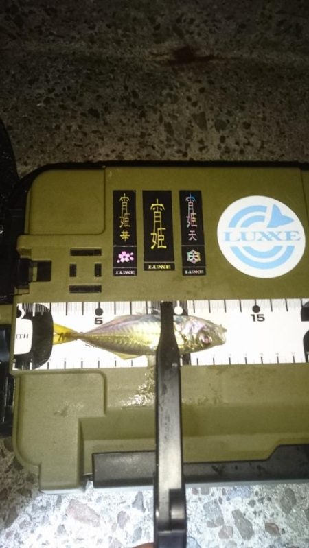 お目当ての魚は釣れませんでした。