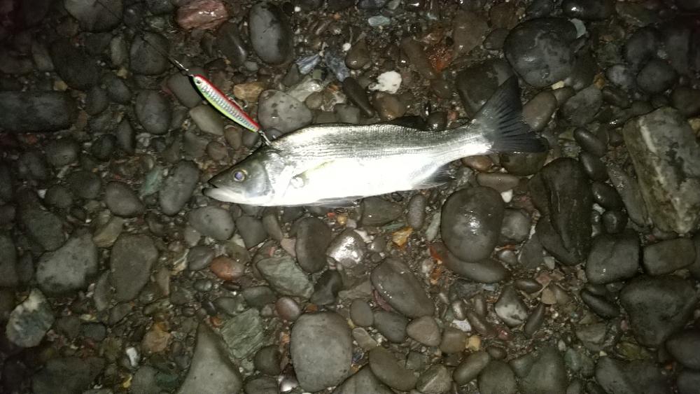 日高川~有田川ランガン