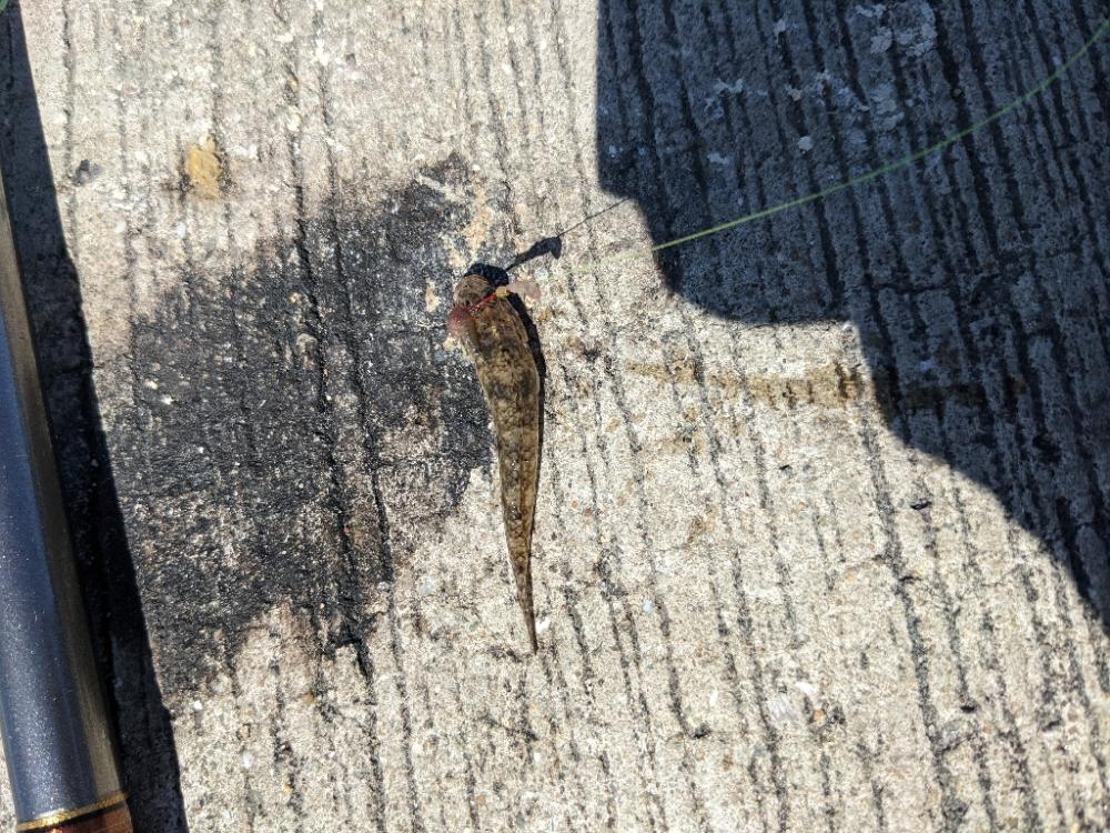 昨日の使えなかった石ゴカイでキス狙い！
