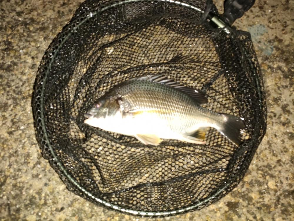 魚もお盆休み？