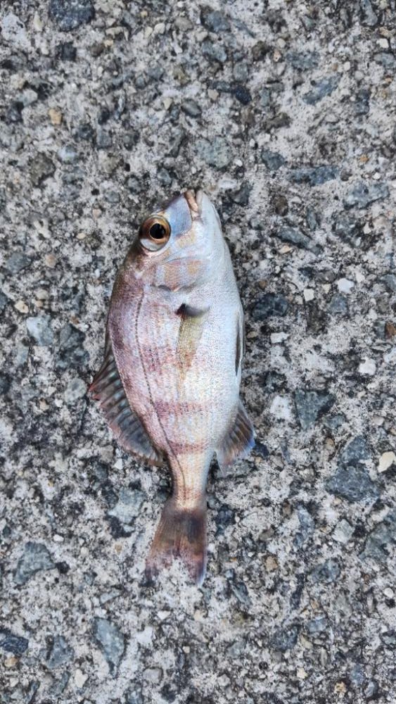 アジ探し@佐野漁港