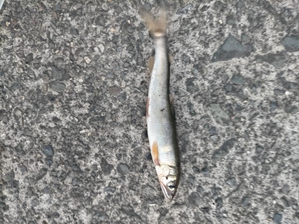 帰る途中に小鮎釣り