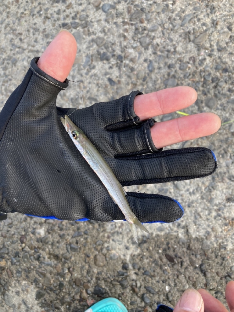 チョイ投げでキス サビキでアジ