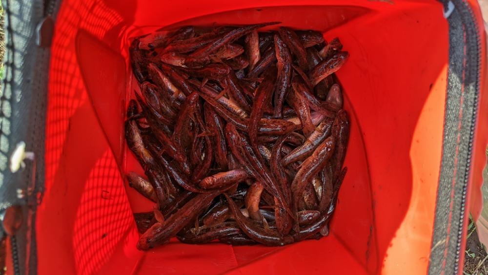 旧中川ハゼ 変化