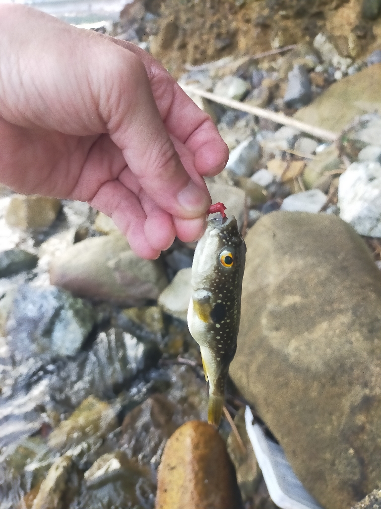 ガシラを求めてランガン