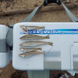 キス釣り　遠征