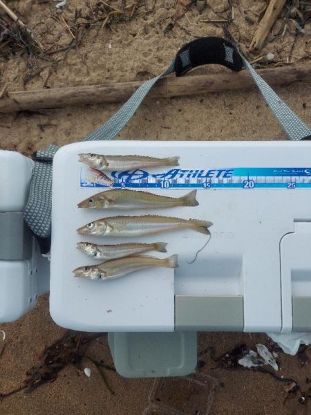 キス釣り　遠征