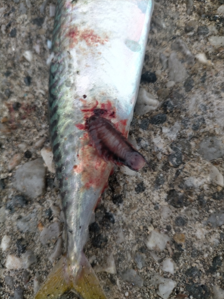 エギングするつもりでしたが…