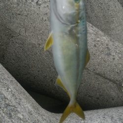 久しぶり…の青物